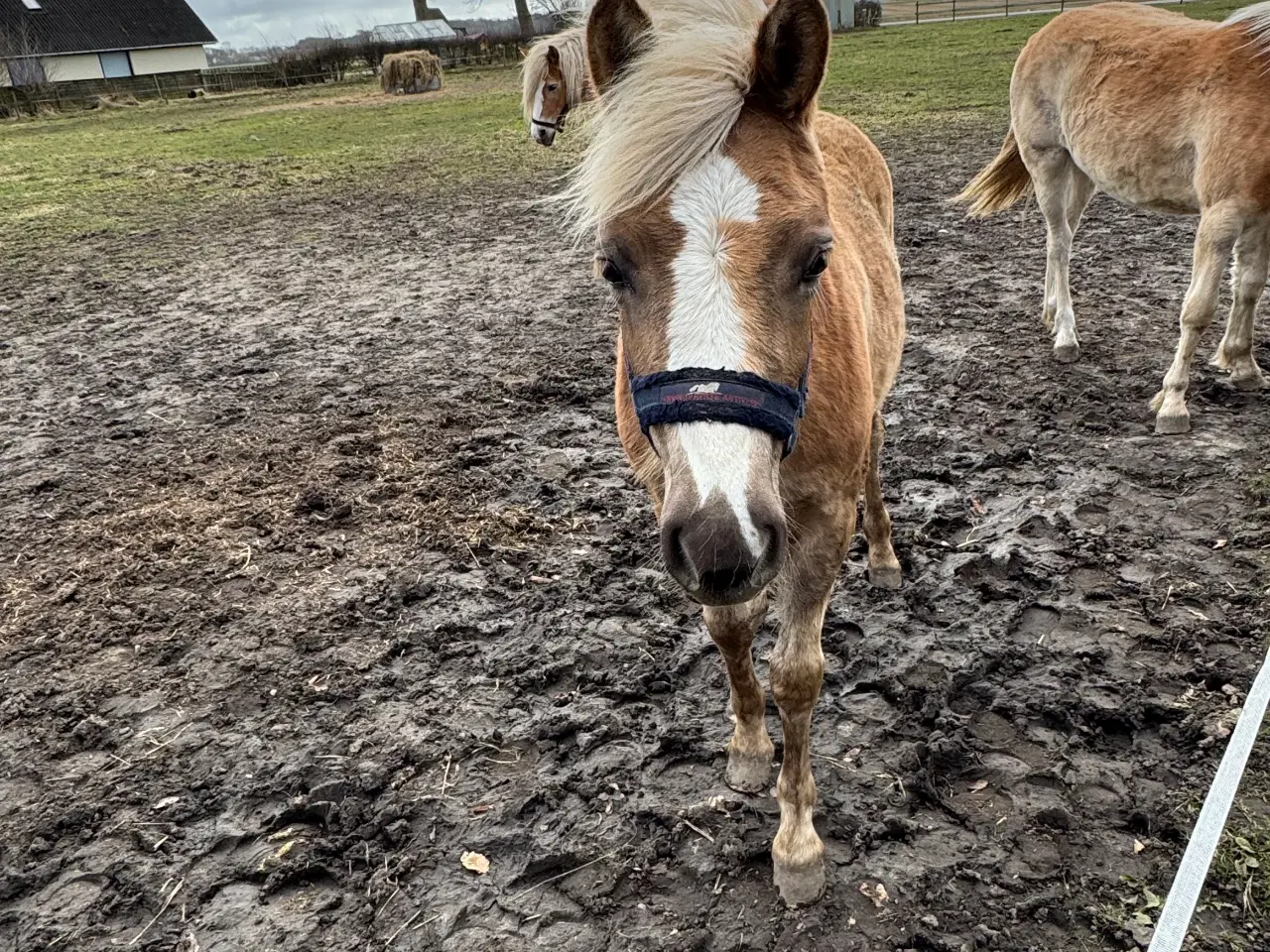 Billede 3 - Haflinger hoppeføl