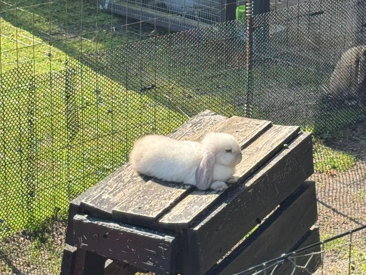 Billede 9 - Mini lop kanin unge