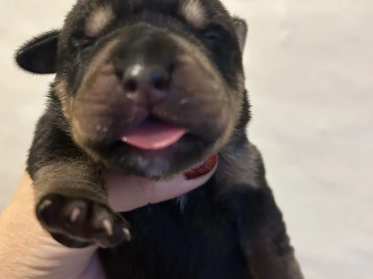 Billede 1 - Labrador/rottweiler hvalpe