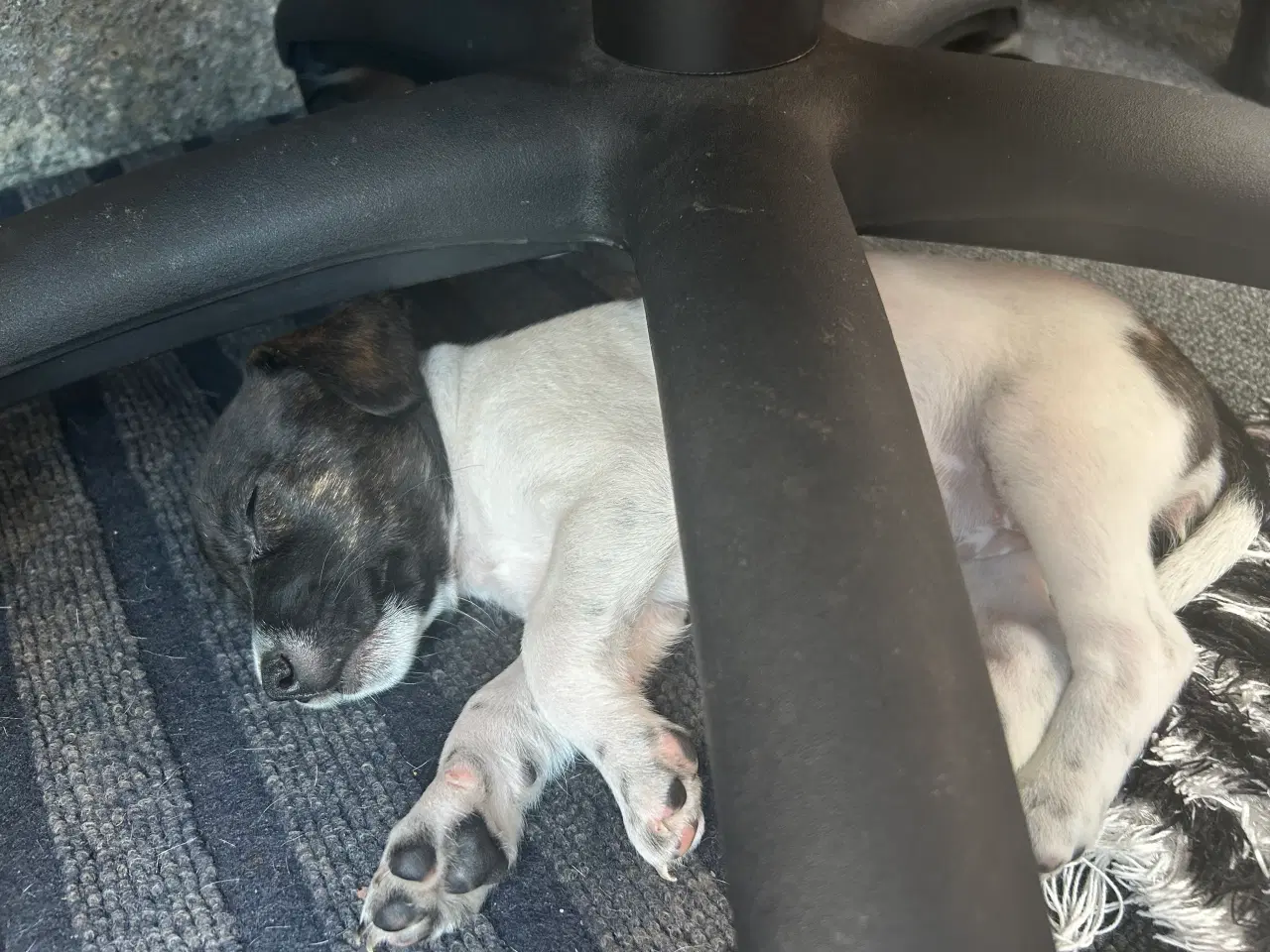Billede 7 - Hund