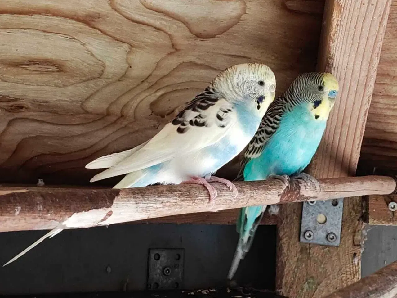 Billede 1 - Undulater