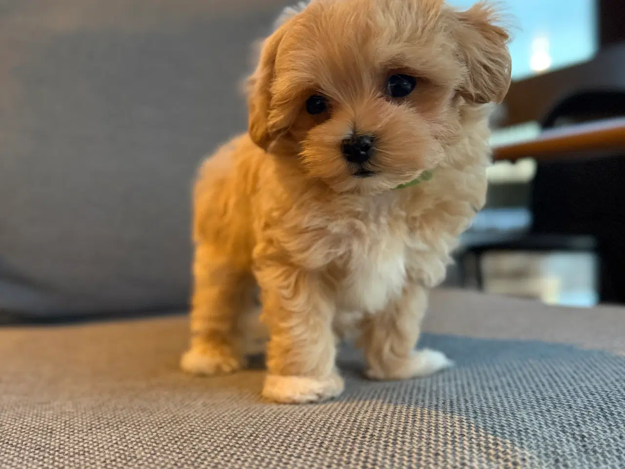 Billede 1 - Maltipoo