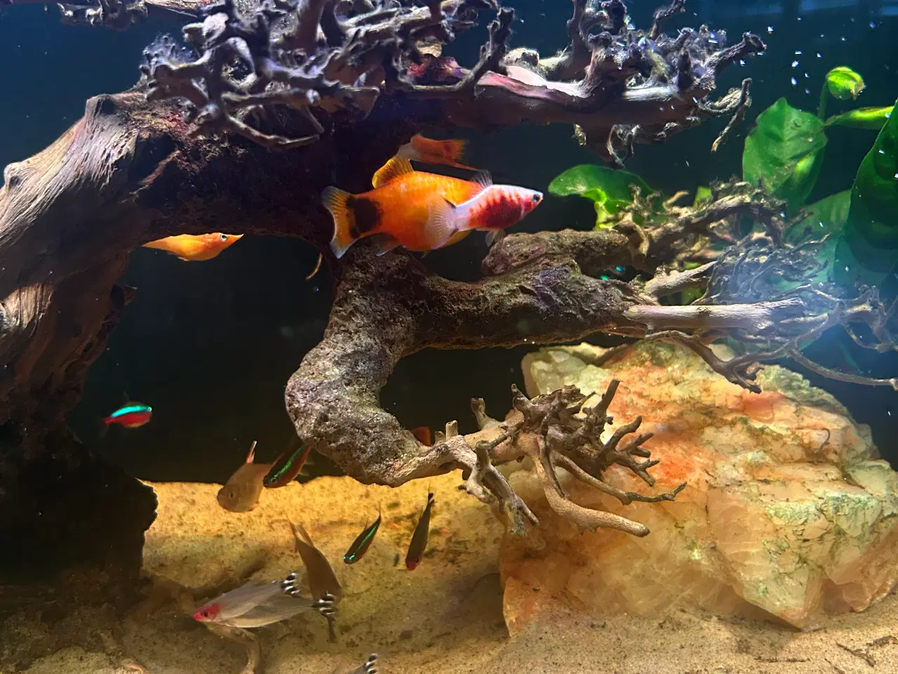 Billede 2 - Fineste akvarie + indhold sælges.