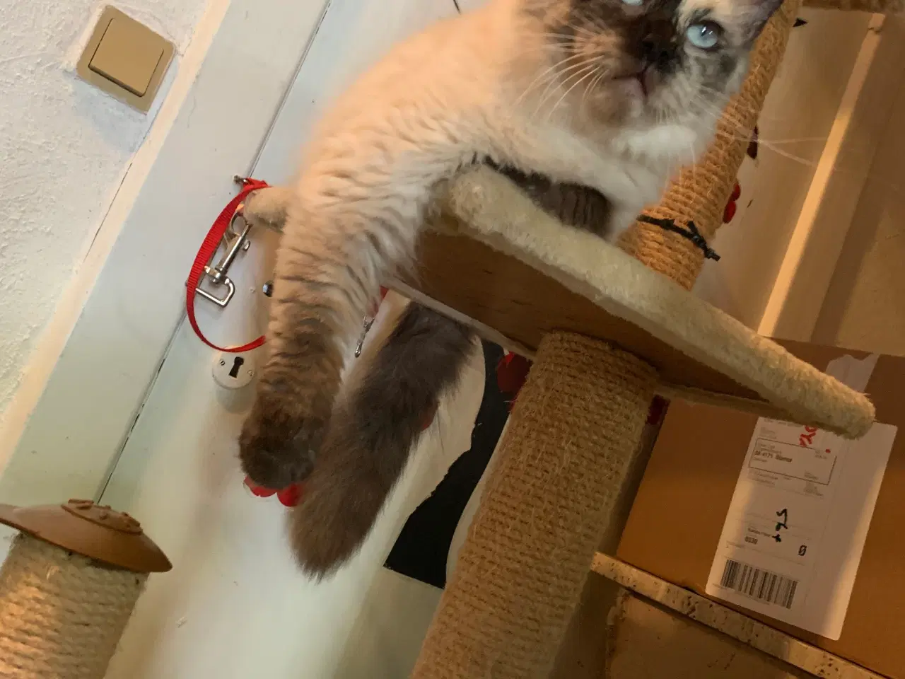Billede 2 - Ragdoll hun kat, sælges til kæl