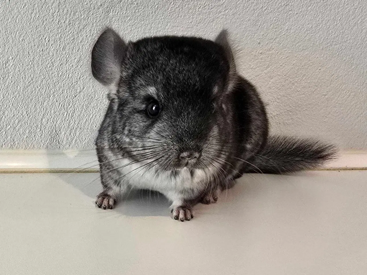 Billede 2 - Chinchilla unge 