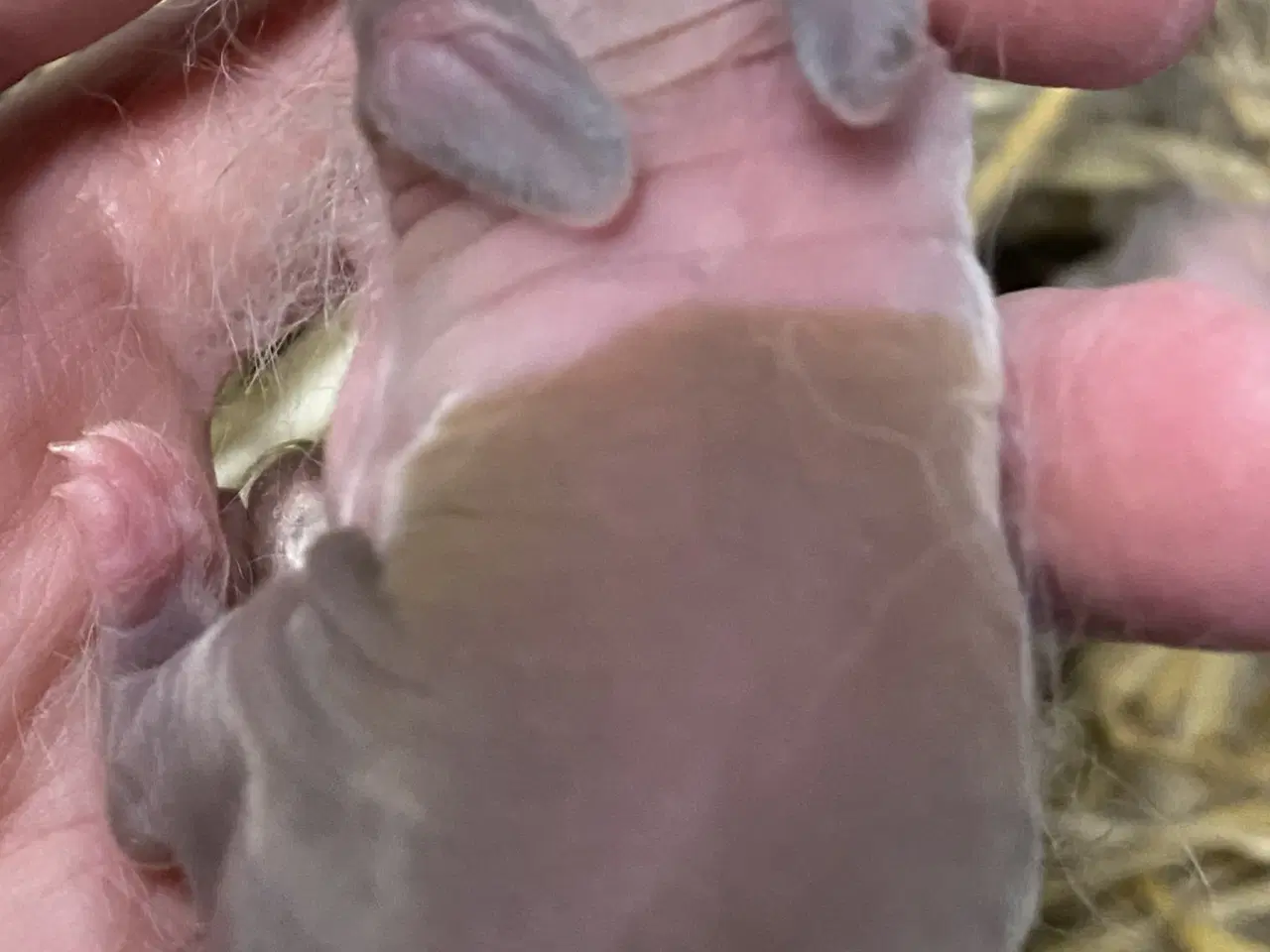 Billede 3 - HOLLÆNDER HUN MADAGASCAR