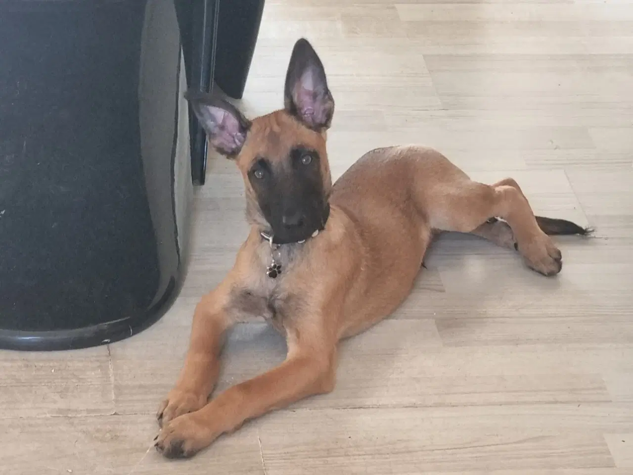 Billede 2 - Malinois hvalp 