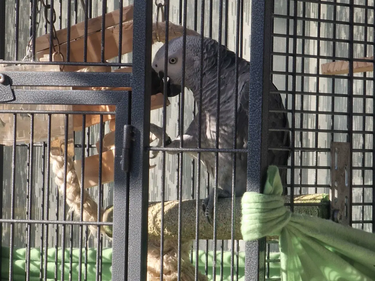 Billede 6 - Grå jaco 1 år med papir 