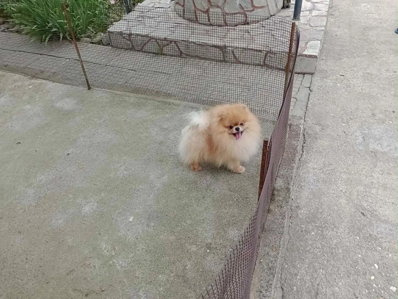 Billede 14 - Pomeranian hvalpe