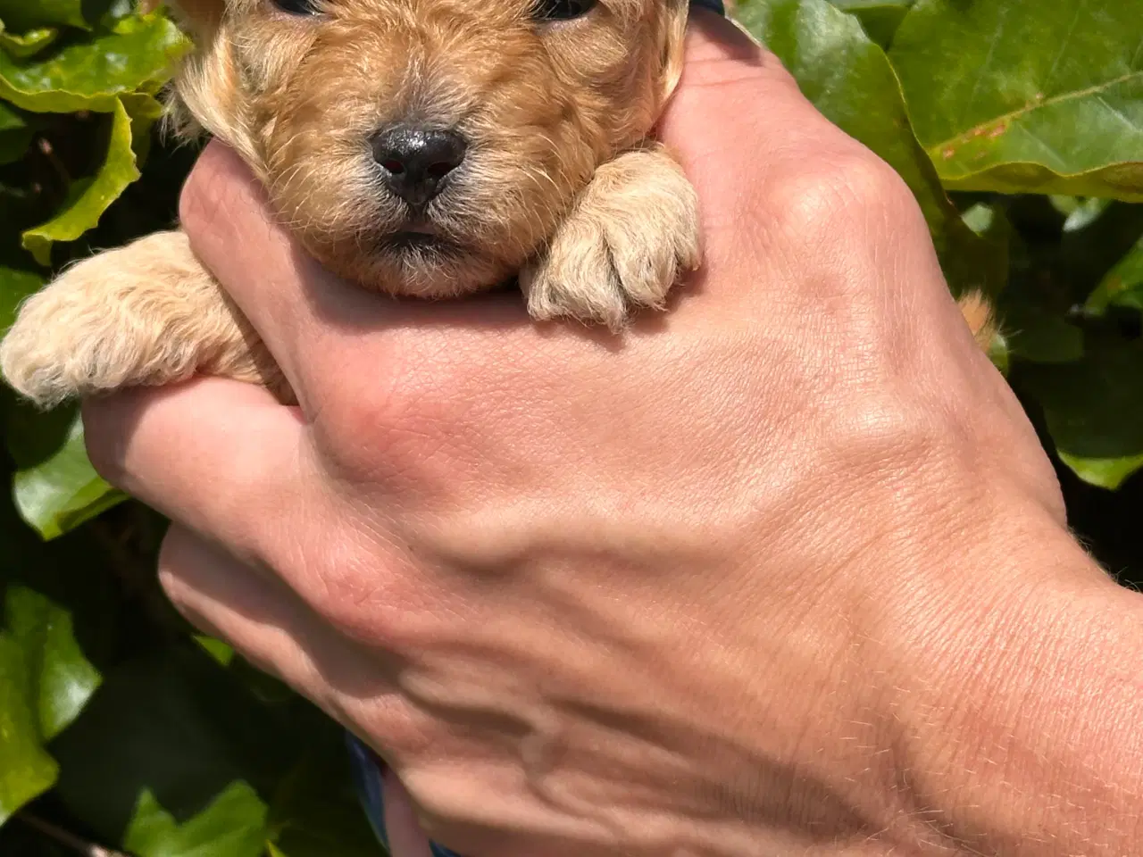 Billede 2 - Skønne Maltipoo - rejseklar uge 30