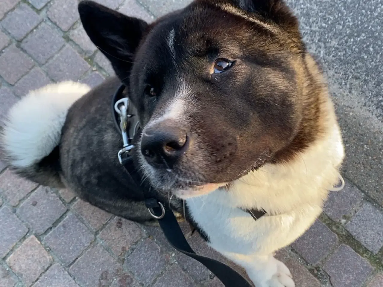 Billede 2 - American Akita tilbydes til parring 