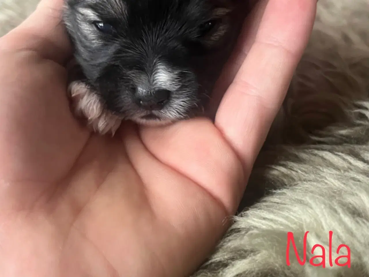 Billede 5 - Skønne shih tzu & bomulds hvalpe 