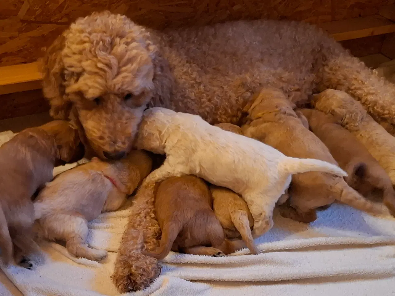 Billede 11 - Goldendoodle/Labradoodle