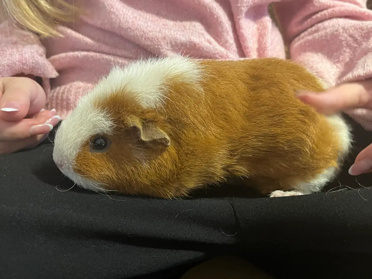 Billede 3 - Tamme marsvin søger hyggemor