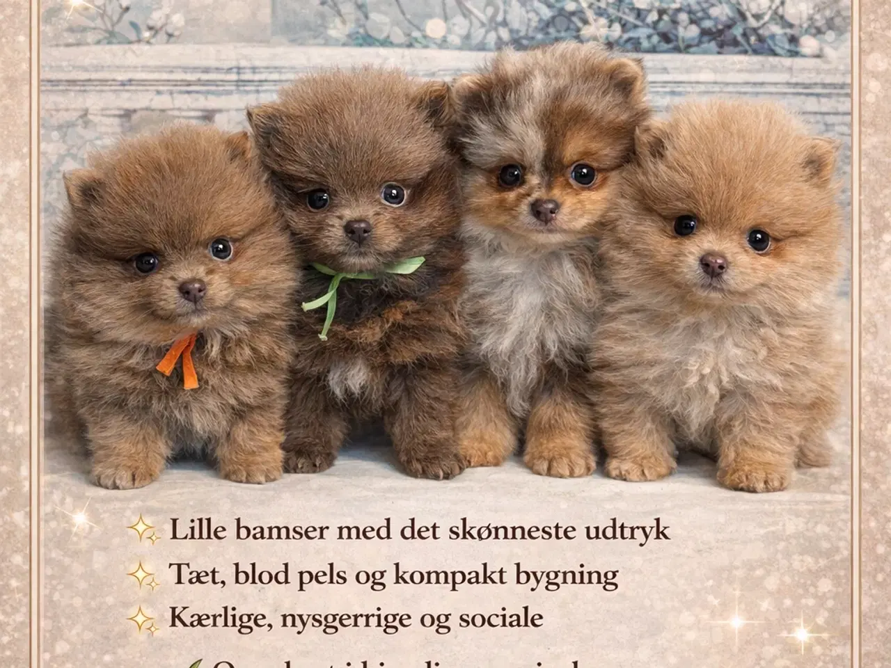 Billede 5 - 💜 100% Pomerania – Sjældne Lilla & Merle Skønhede