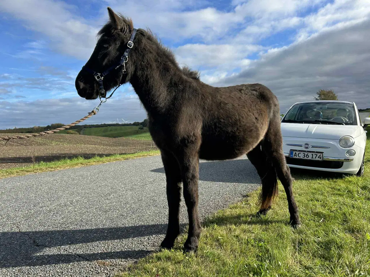 Billede 4 - Kærlig og mild - lidt forsigtig 1 års islænder