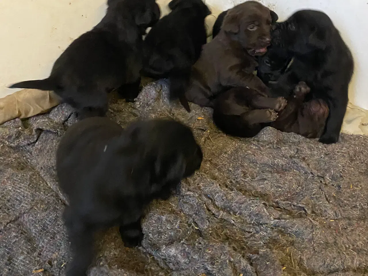 Billede 1 - Labrador hvalpe 