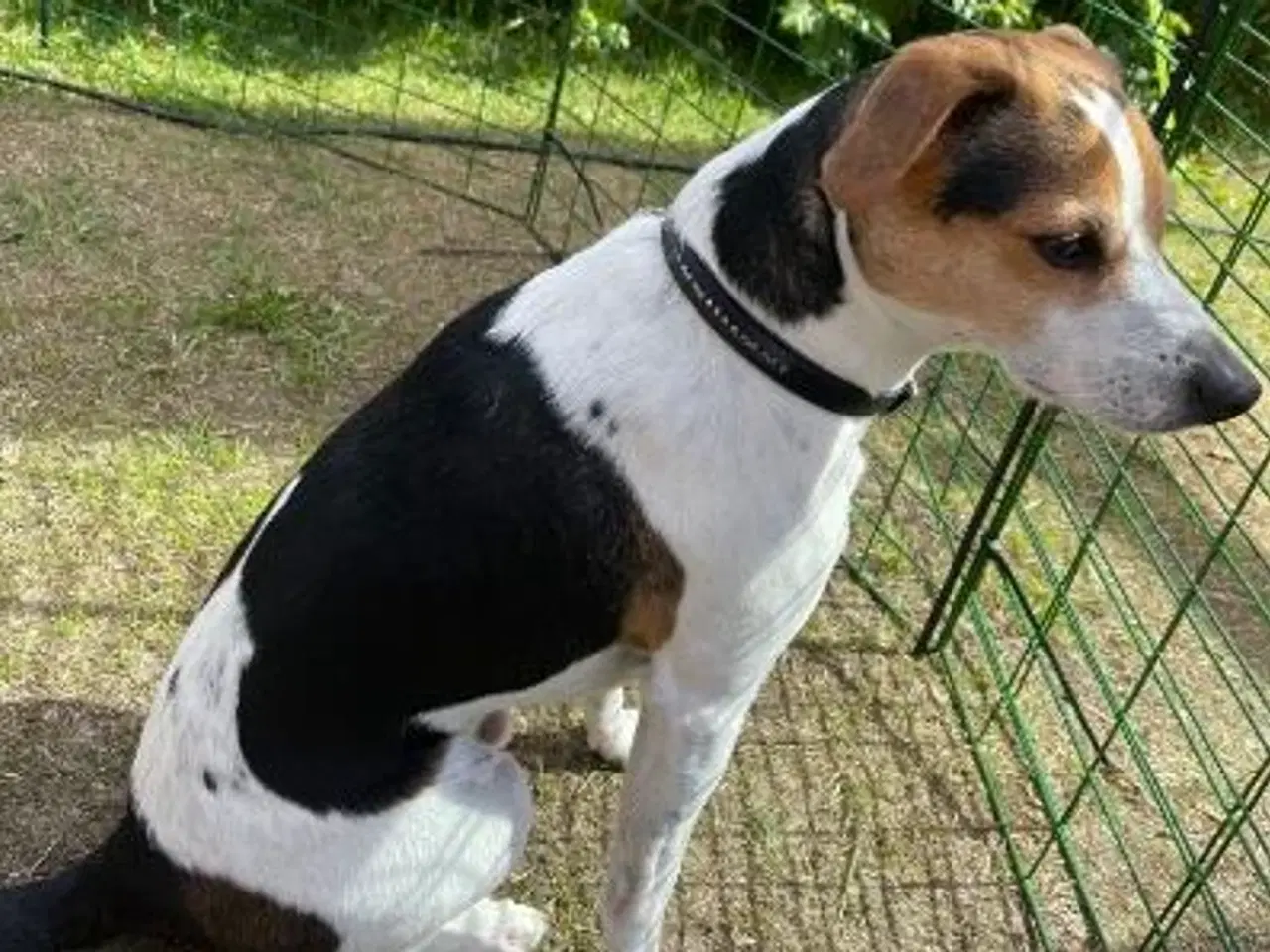 Billede 9 - Dansk svensk gårdhund 