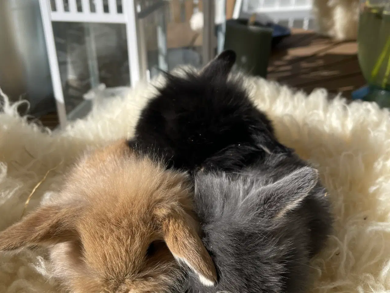 Billede 7 - Mini Lop kaninunger sælges