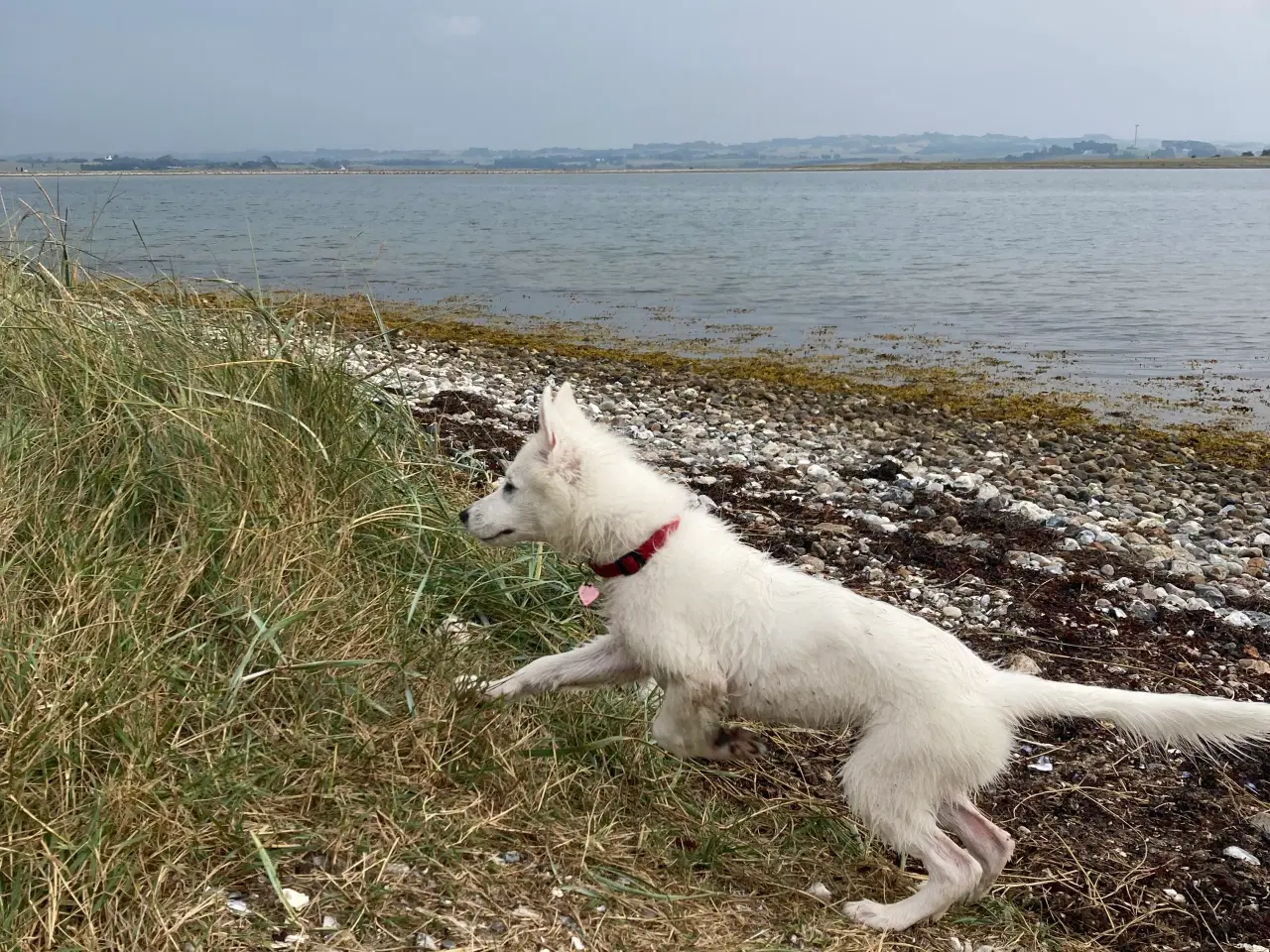 Billede 1 - Dansk Spids hvalp sælges