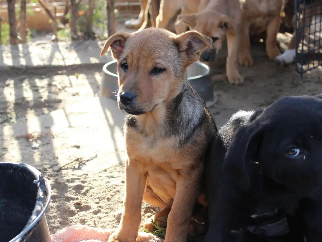 Billede 2 - Søde Dina leder efter sit 4-ever hjem 🏡💝