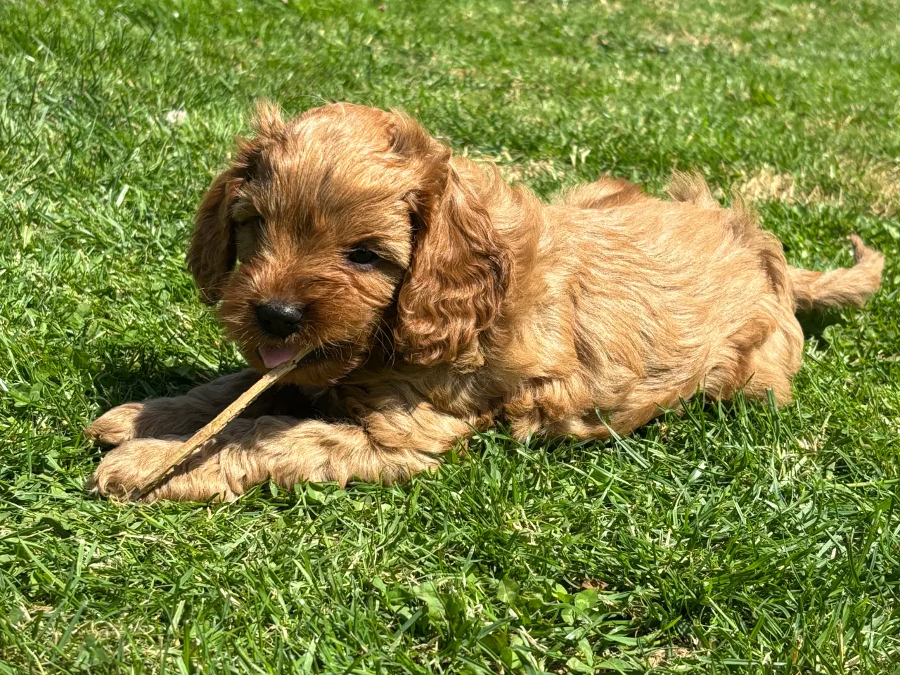Billede 3 - Cavapoo hvalpe - flytteklar uge 29 