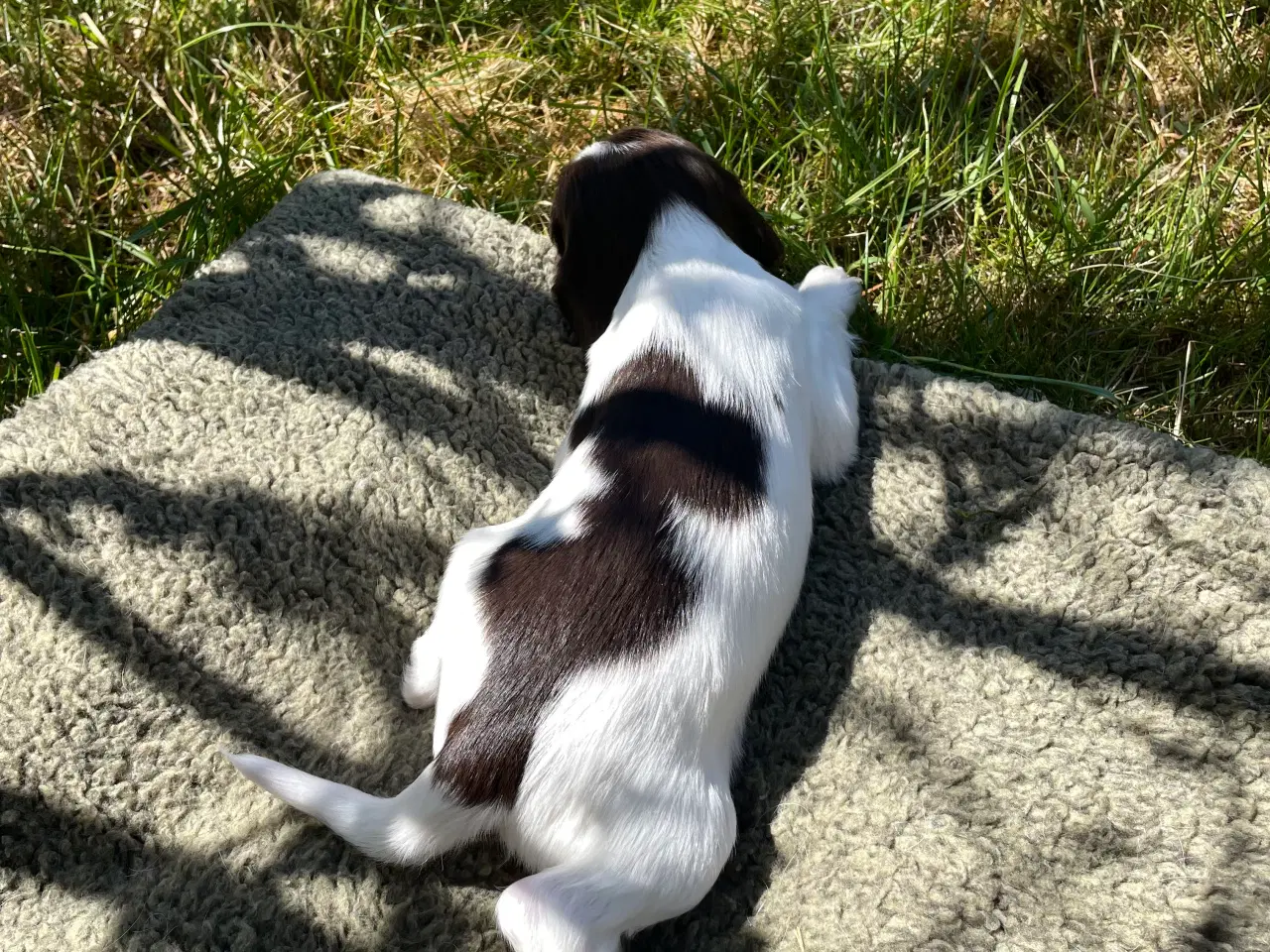Billede 12 - FT springer spaniels 