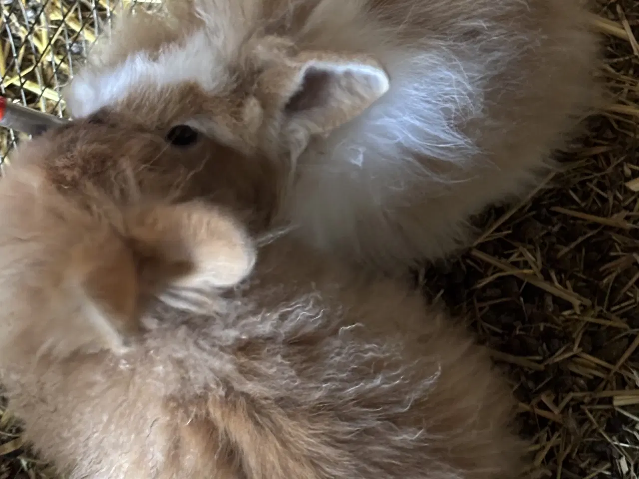 Billede 3 - Kaniner sælges