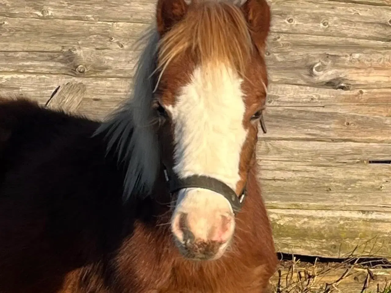 Billede 3 - To fine welsh sec. A hingste