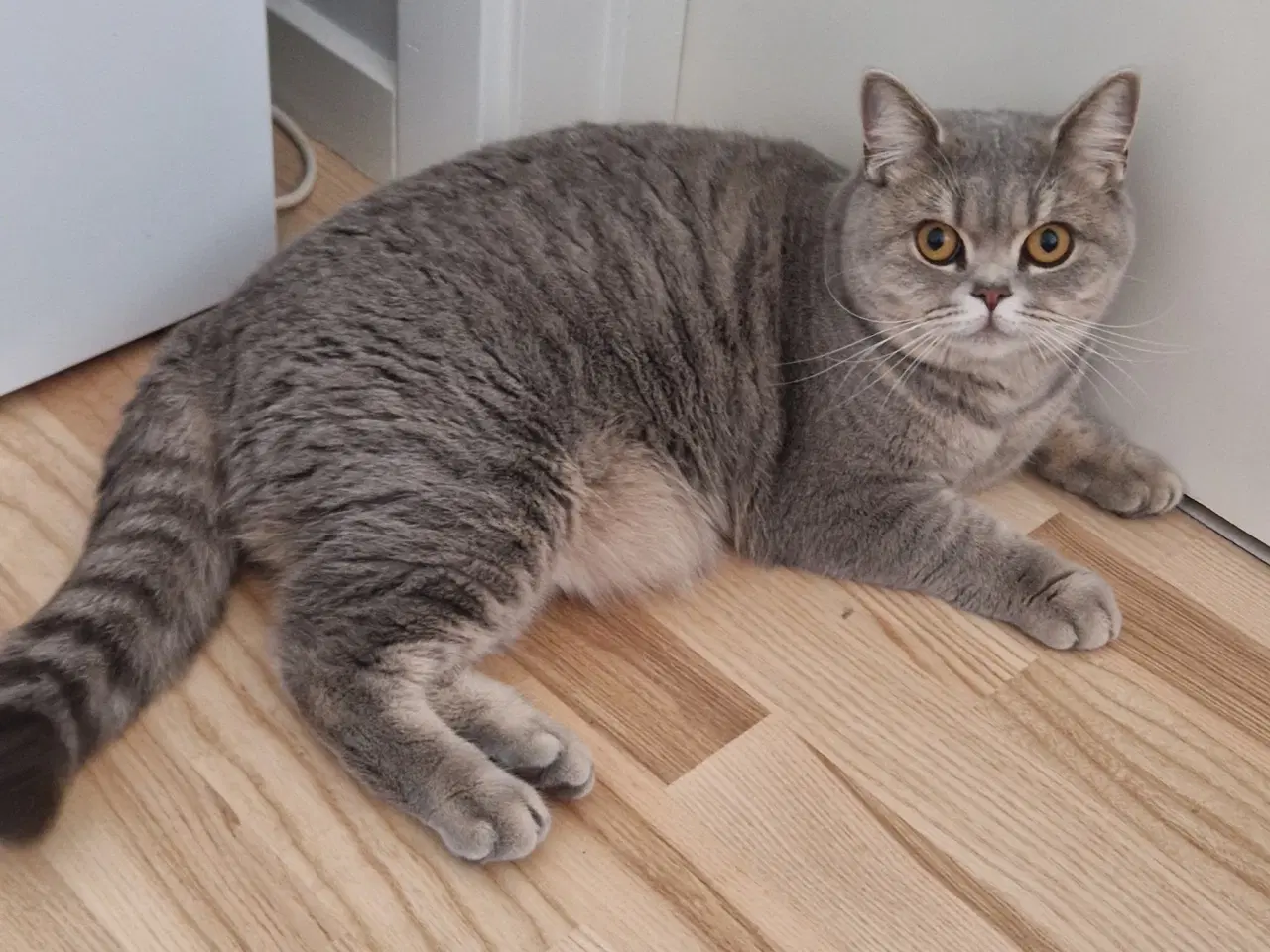 Billede 2 - British shorthair hunkat