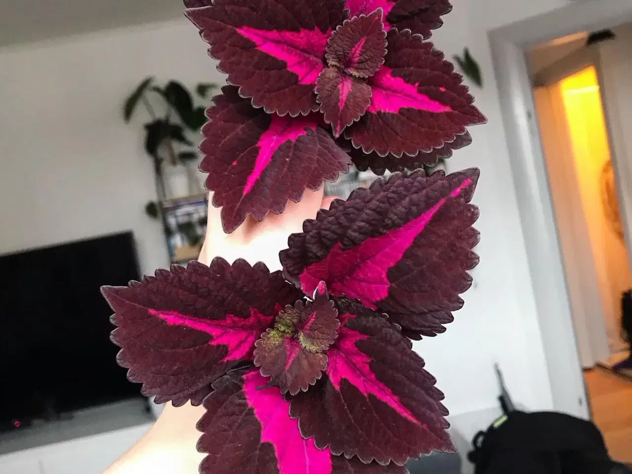 Billede 4 - Coleus/paletblad stiklinger ‘china rose’