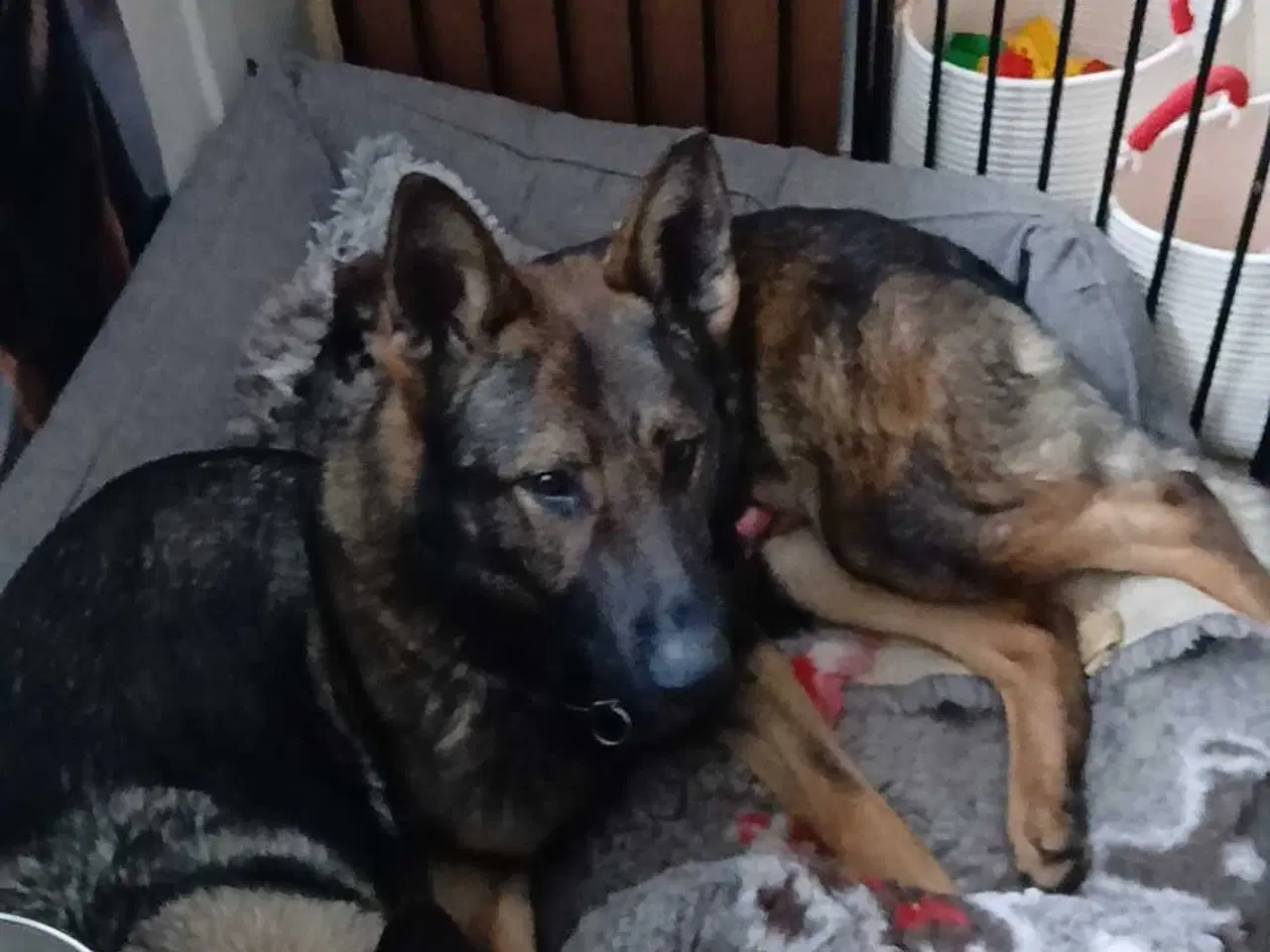 Billede 8 - Grå schæfer han