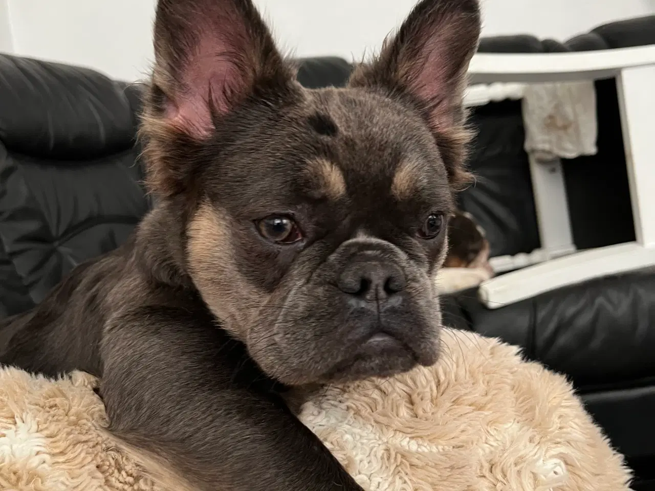 Billede 4 - Fluffy fransk bulldog