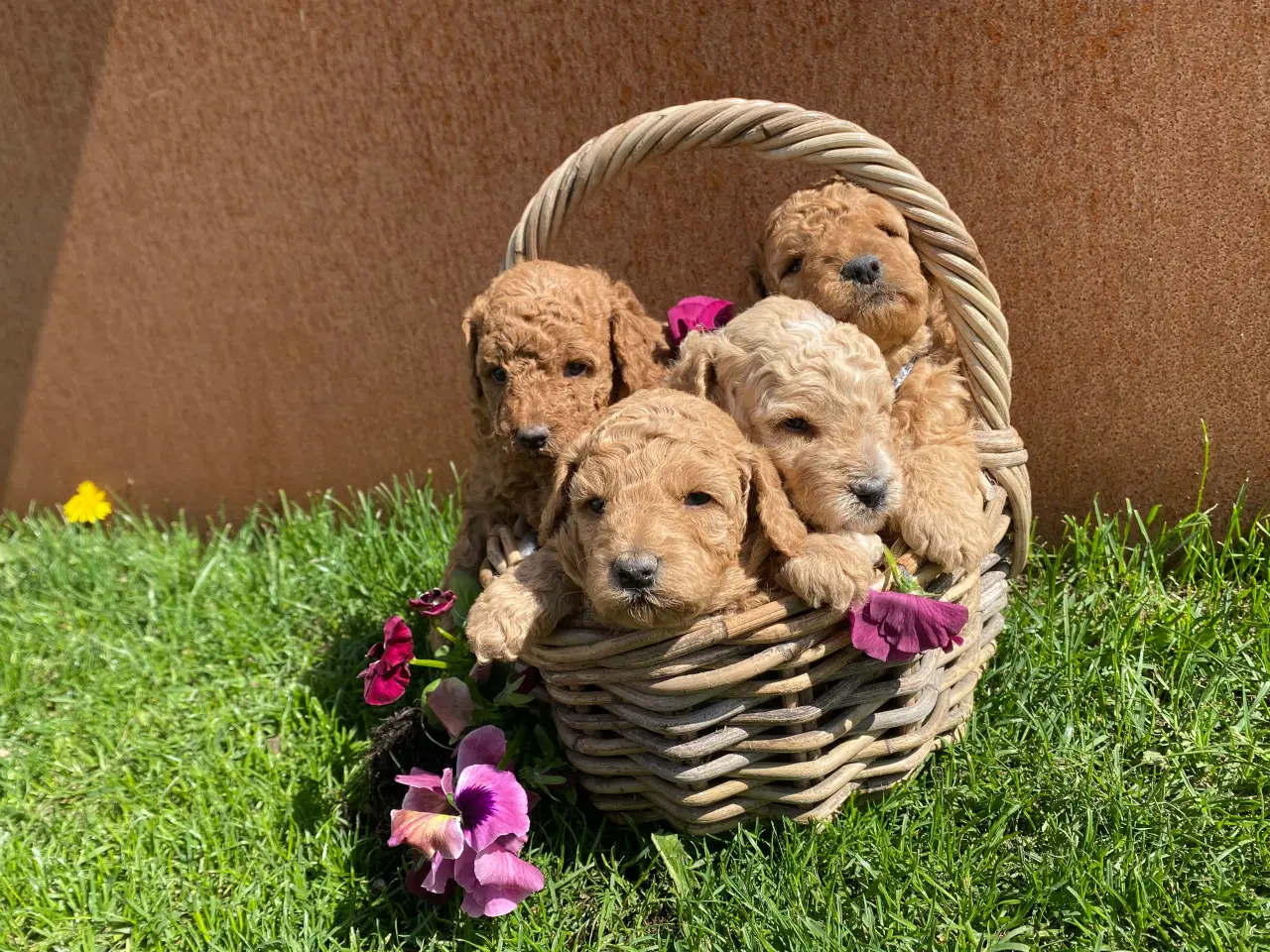Billede 1 -  Smukke Goldendoodle mellem doodle hvalpe