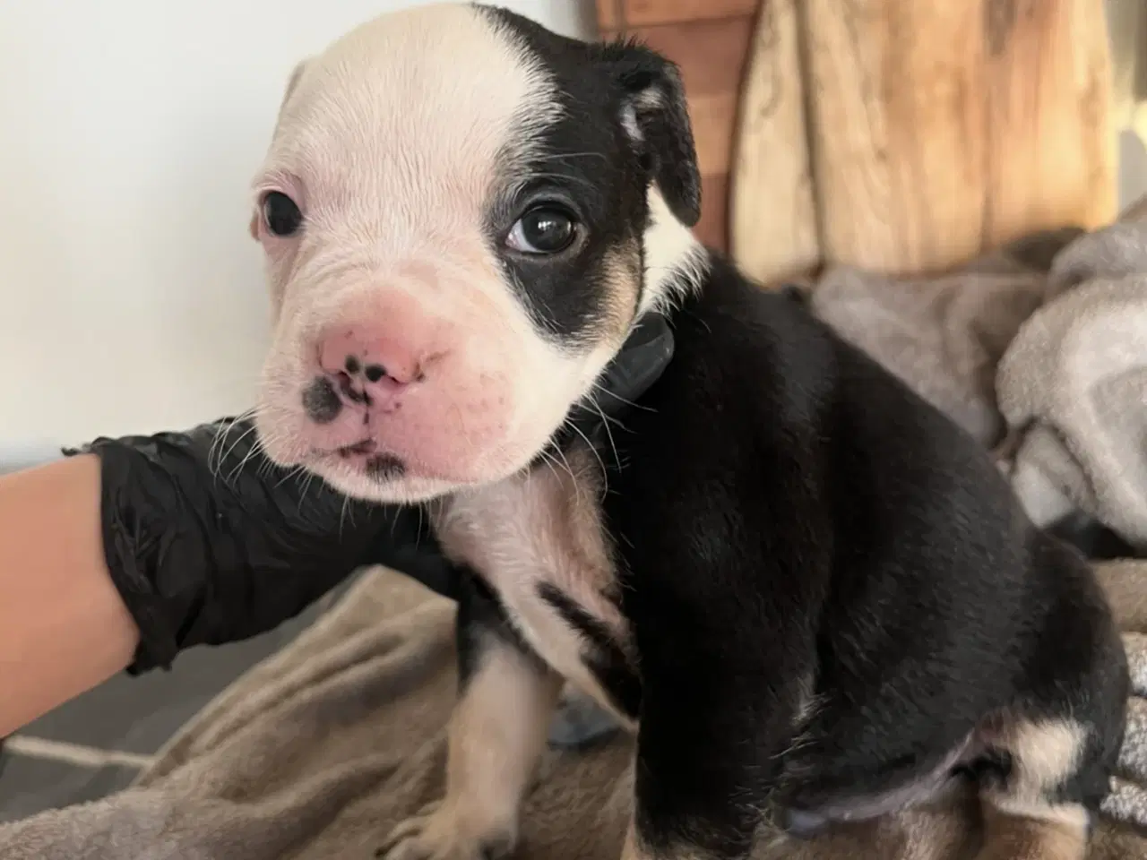 Billede 1 - 8 OEB hvalpe søger nyt hjem