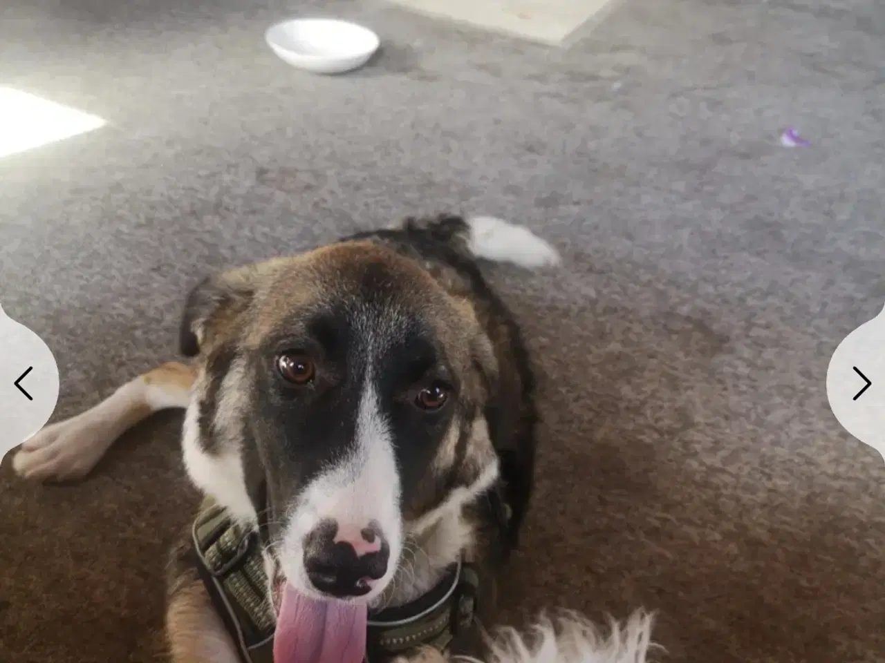 Billede 5 - Dave  omplacering 