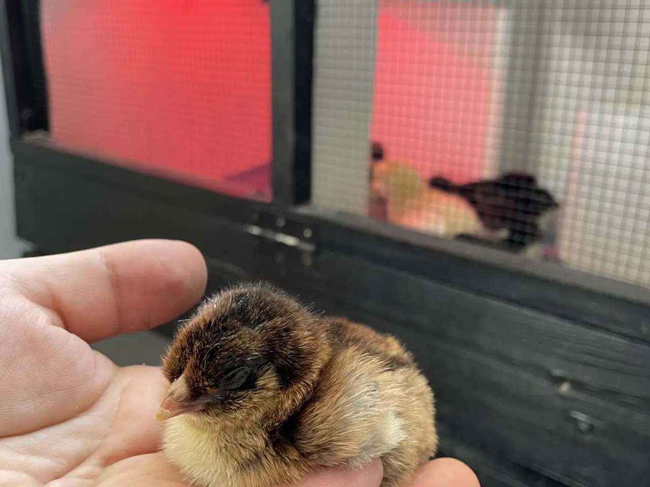 Billede 2 - Varmekrævende Kyllinger