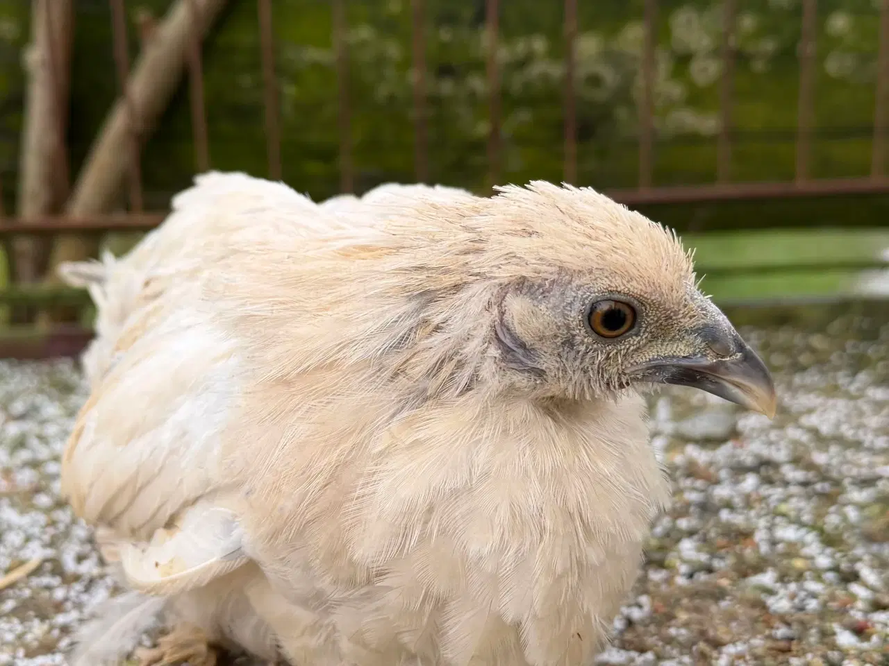 Billede 3 - Mindste hønse race