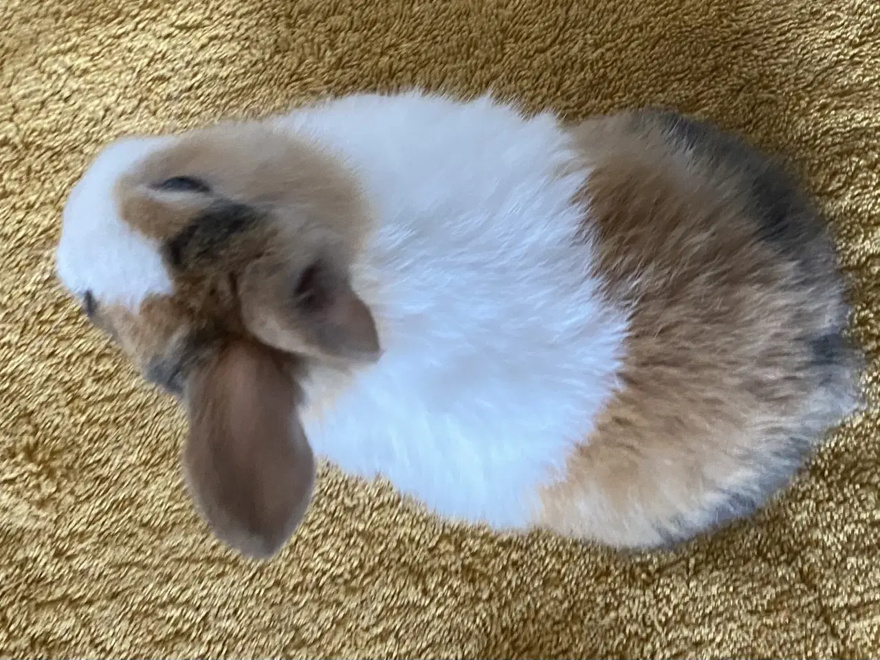 Billede 9 - HOLLÆNDER HAN JAPANER SORT/GUL