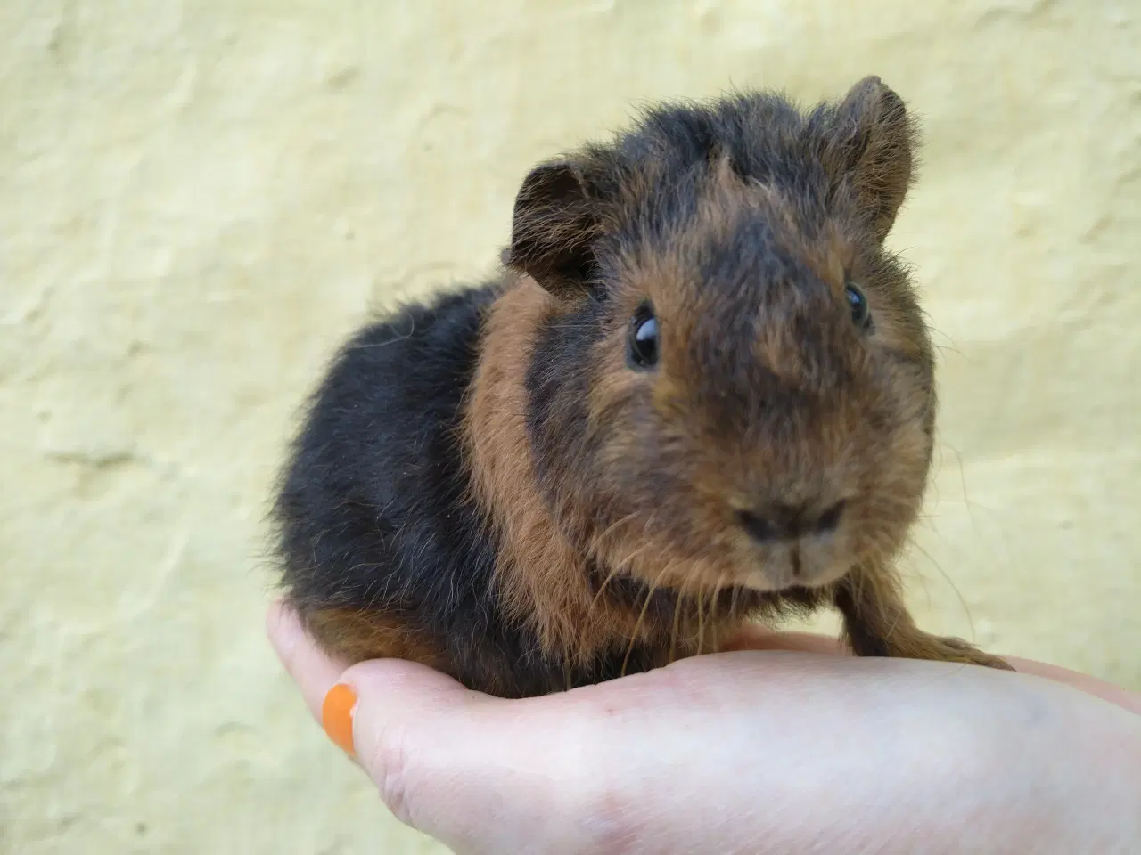 Billede 3 - 2 hun unger, veninder