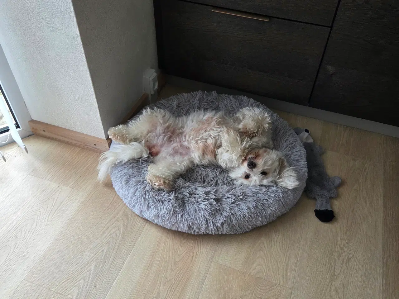 Billede 3 - Coton de tulear, salgsklar ca 1. Juni