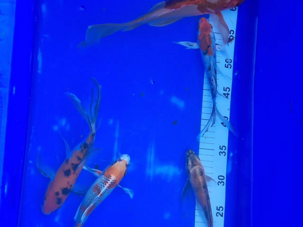 Billede 1 - Butterfly koi 