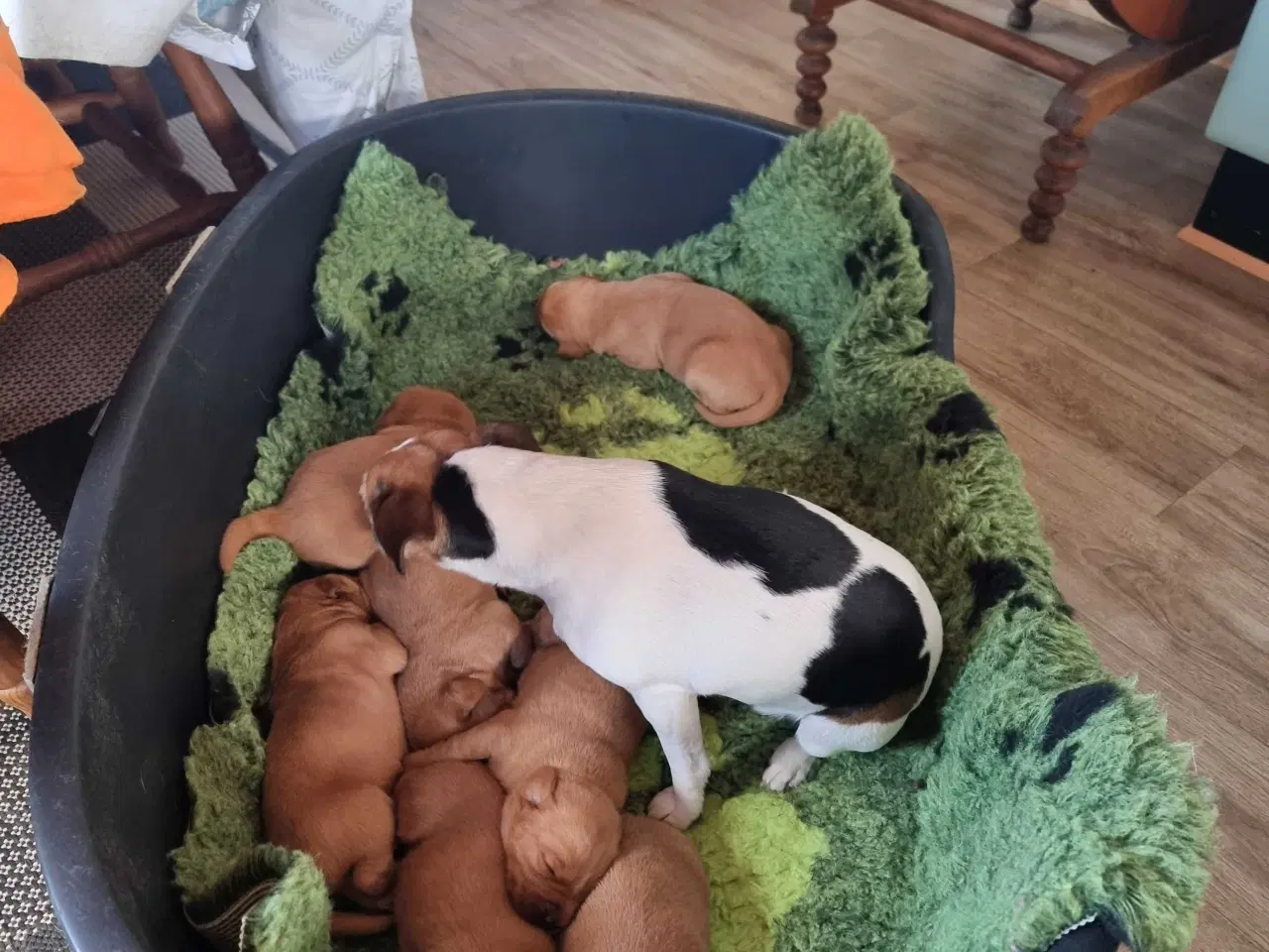 Billede 8 - Fox Red labrador 