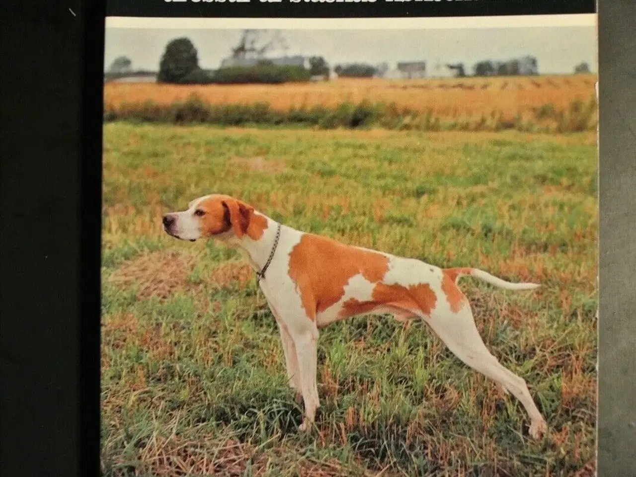 Billede 1 - jagthunde. dressur af stående hønsehunde, red. af 