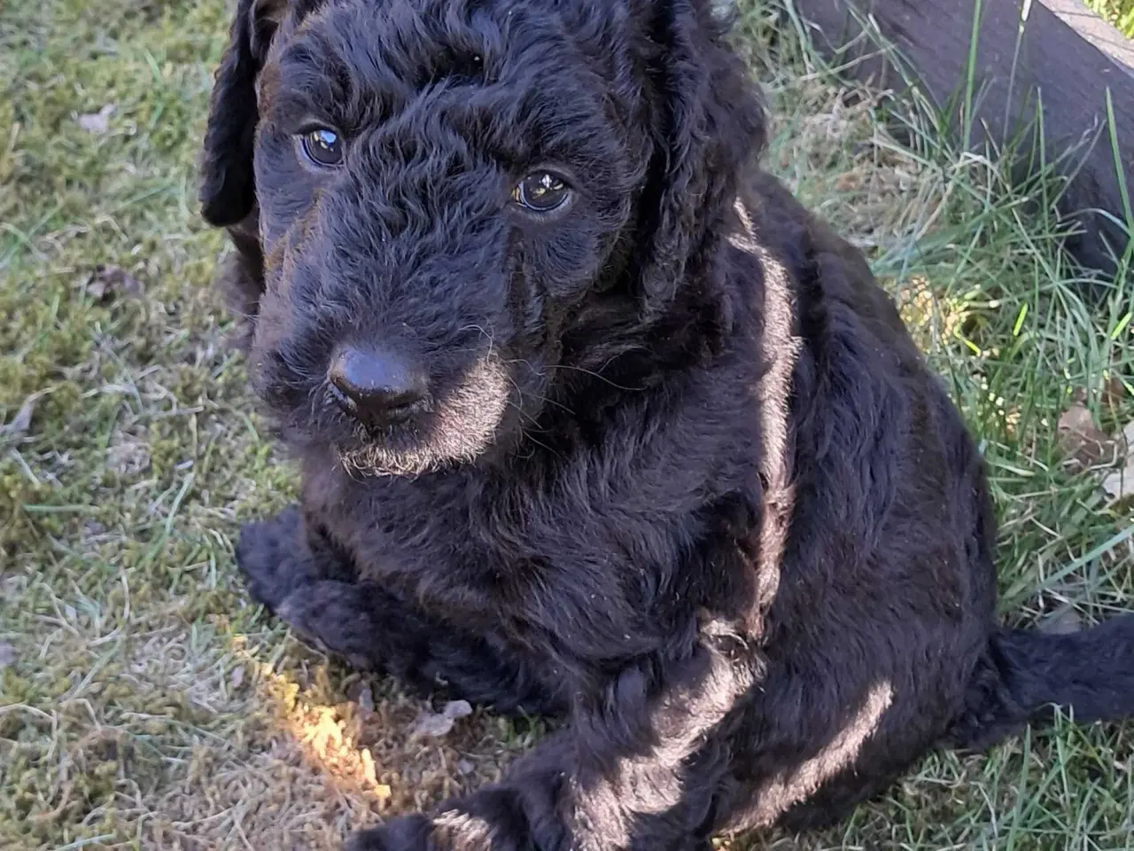 Billede 7 - Dejlig krøllet sort hanhvalp gooldendoodle 