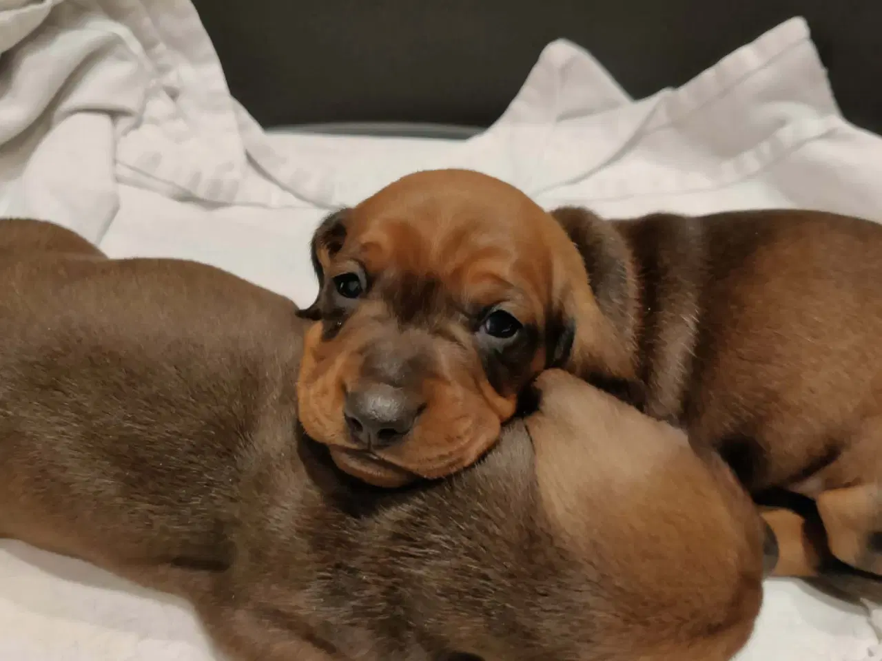 Billede 4 - Gravhundehvalpe 