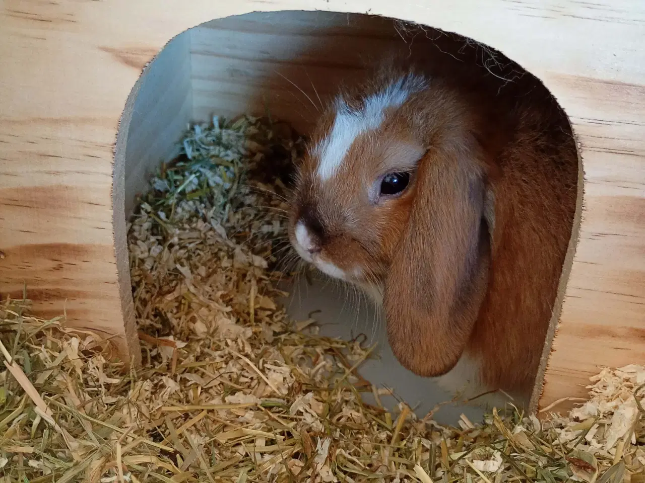 Billede 7 - 2 stk unge hunner med bur 