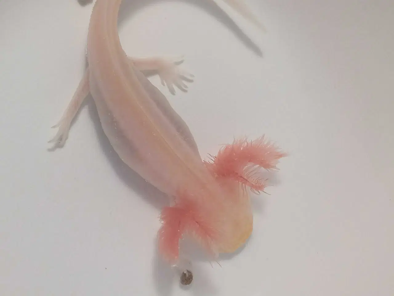 Billede 7 - Golden Mosaik axolotl 