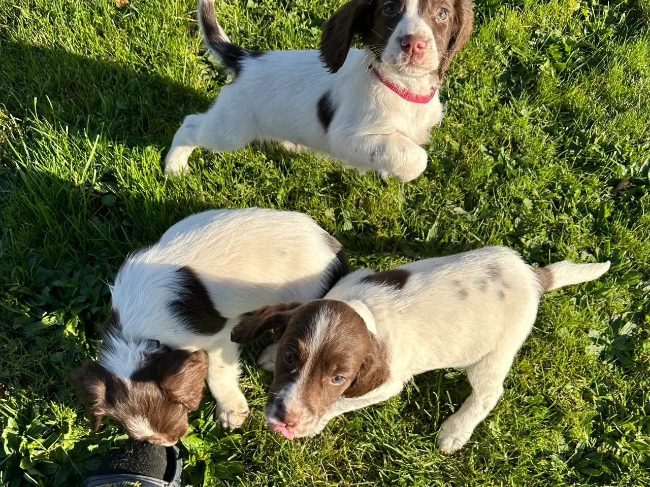 Billede 2 - Springer Spaniel hvalpe