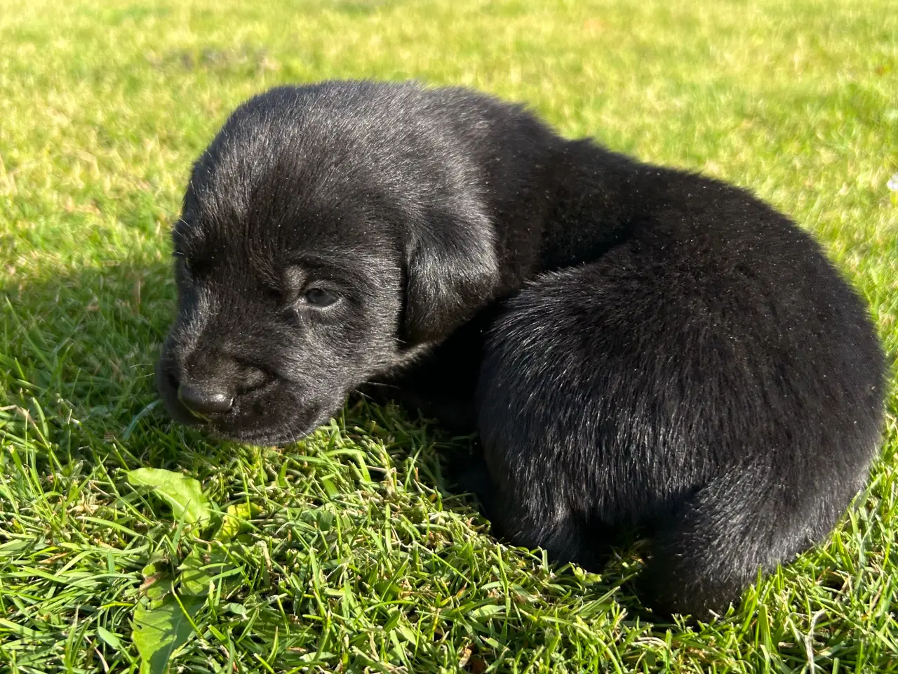 Billede 3 - Labrador hvalpe sælges